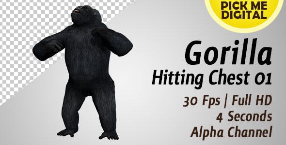 Gorilla Hitting Chest 01 - Videohive 19983837 Download