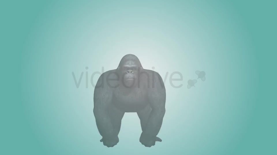 Gorilla Hitting Chest 03 Videohive 19984886 Motion Graphics Image 2