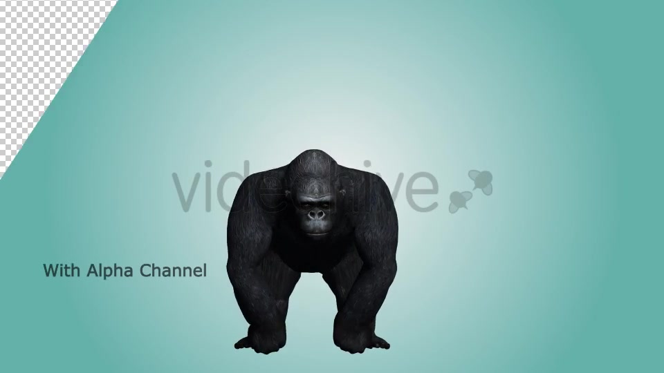 Gorilla Hitting Chest 03 Videohive 19984886 Motion Graphics Image 3