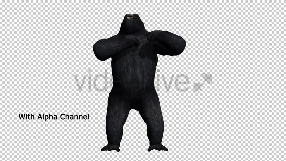 Gorilla Hitting Chest 03 Videohive 19984886 Motion Graphics Image 4