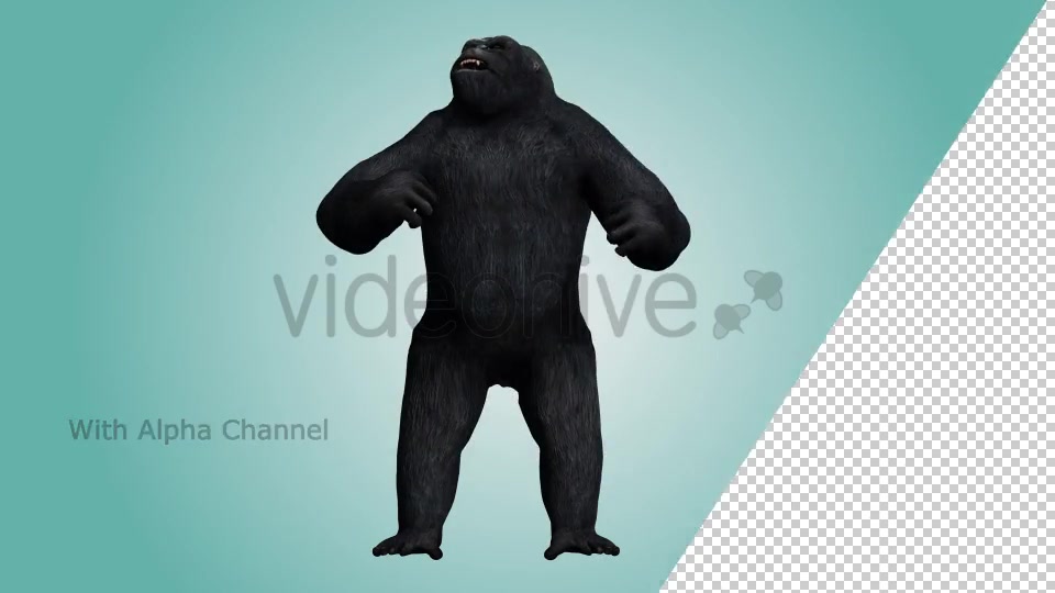 Gorilla Hitting Chest 03 Videohive 19984886 Motion Graphics Image 5