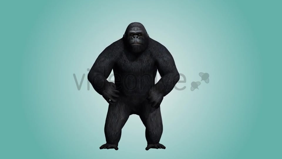 Gorilla Hitting Chest 03 Videohive 19984886 Motion Graphics Image 6
