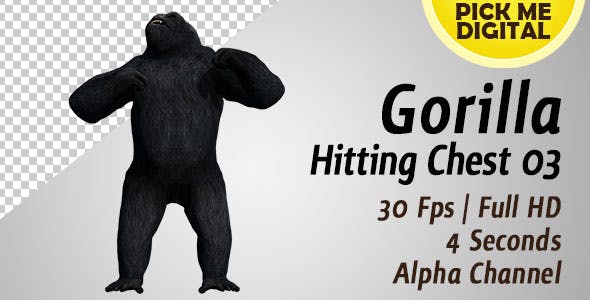 Gorilla Hitting Chest 03 - Videohive 19984886 Download