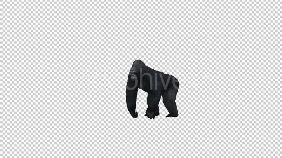 Gorilla Howl Videohive 21178807 Motion Graphics Image 1