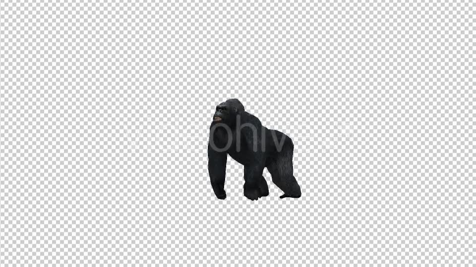 Gorilla Howl Videohive 21178807 Motion Graphics Image 2
