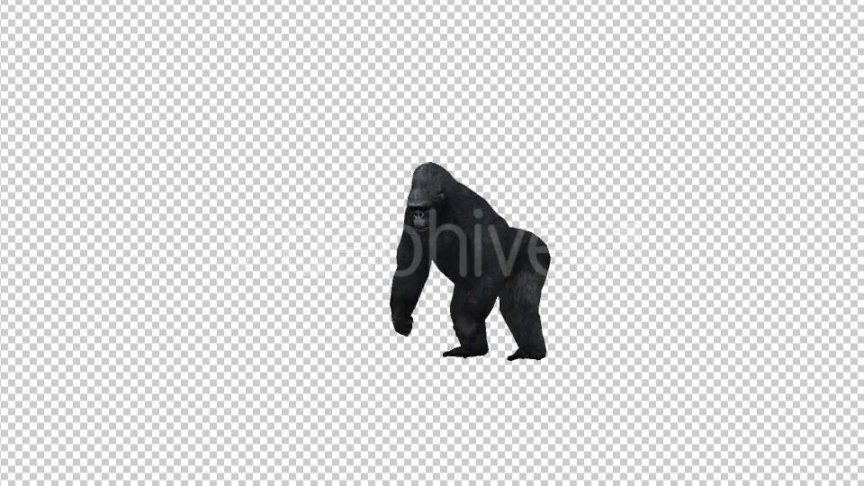 Gorilla Howl Videohive 21178807 Motion Graphics Image 3