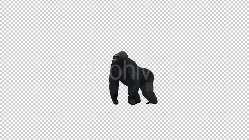 Gorilla Howl Videohive 21178807 Motion Graphics Image 4