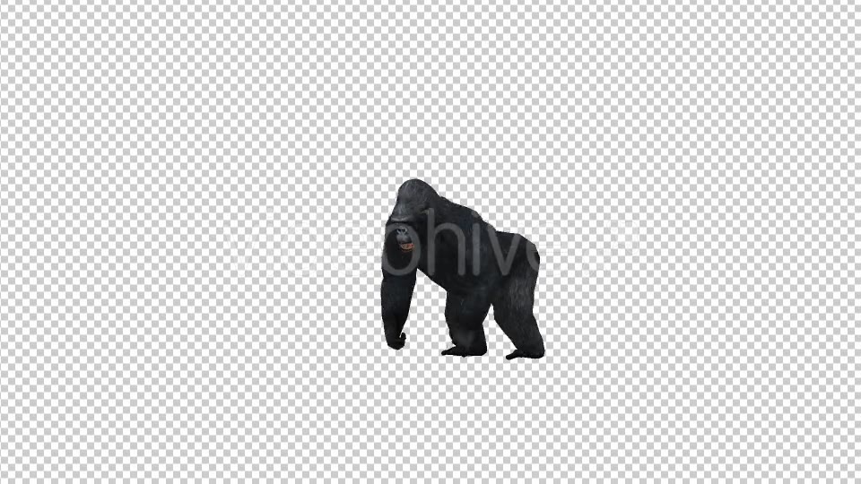 Gorilla Howl Videohive 21178807 Motion Graphics Image 5