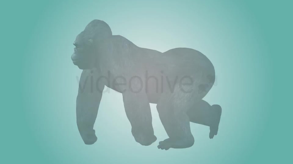 Gorilla Knuckle Walking Loop 02 Videohive 19984994 Motion Graphics Image 2