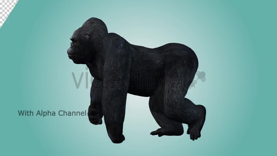 Gorilla Knuckle Walking Loop 02 Videohive 19984994 Motion Graphics Image 3