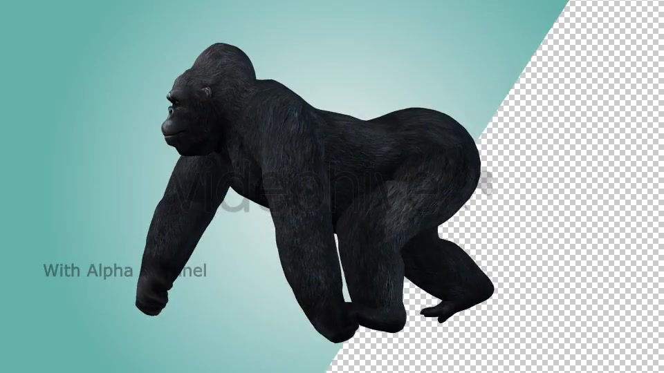 Gorilla Knuckle Walking Loop 02 Videohive 19984994 Motion Graphics Image 5
