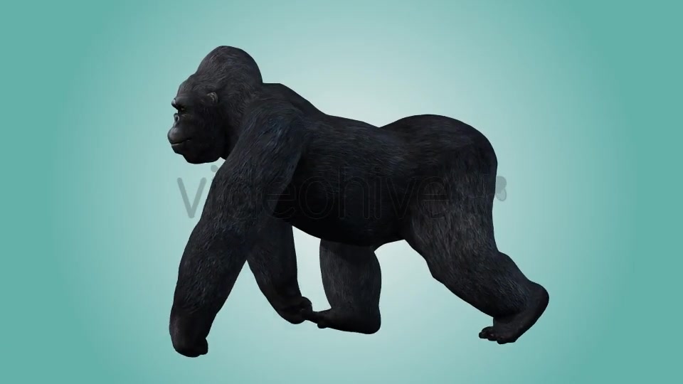 Gorilla Knuckle Walking Loop 02 Videohive 19984994 Motion Graphics Image 6