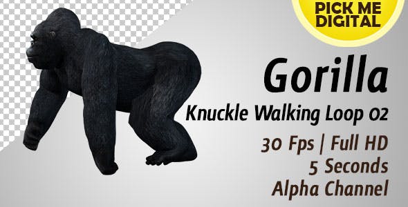 Gorilla Knuckle Walking Loop 02 - 19984994 Download Videohive
