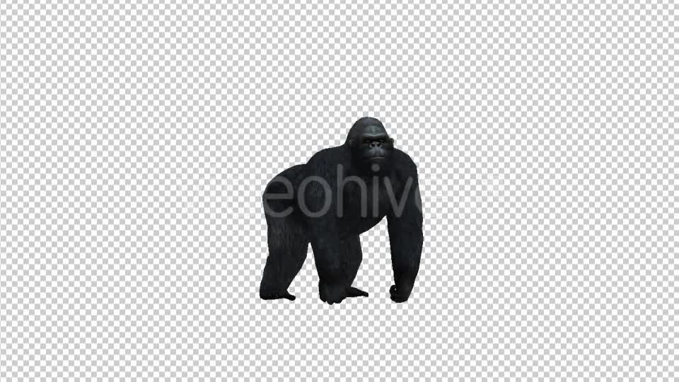Gorilla Look Videohive 21178645 Motion Graphics Image 1