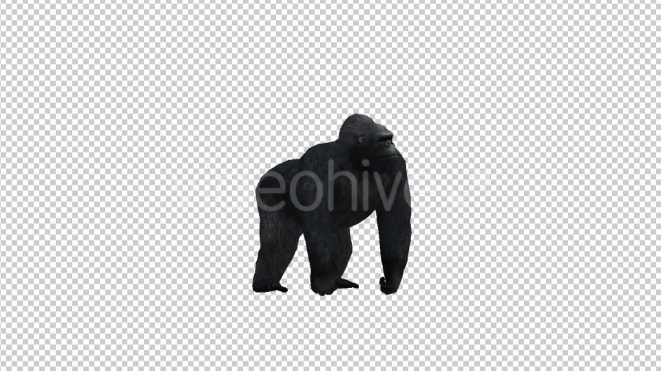 Gorilla Look Videohive 21178645 Motion Graphics Image 3