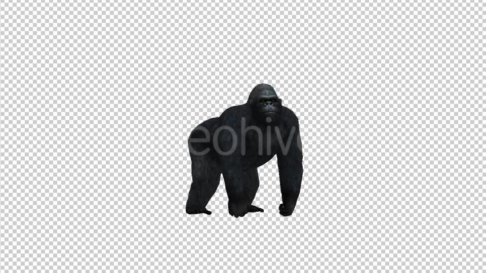Gorilla Look Videohive 21178645 Motion Graphics Image 5
