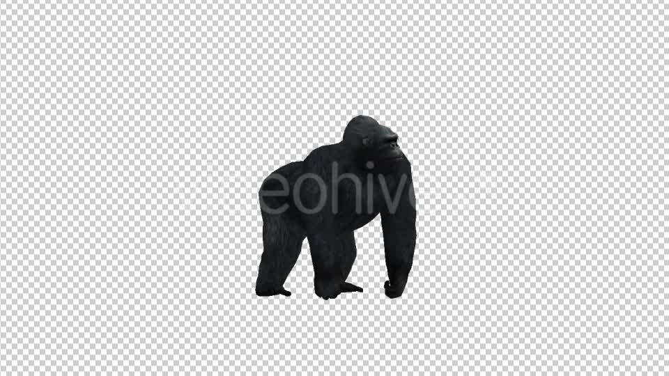 Gorilla Look Videohive 21178645 Motion Graphics Image 7