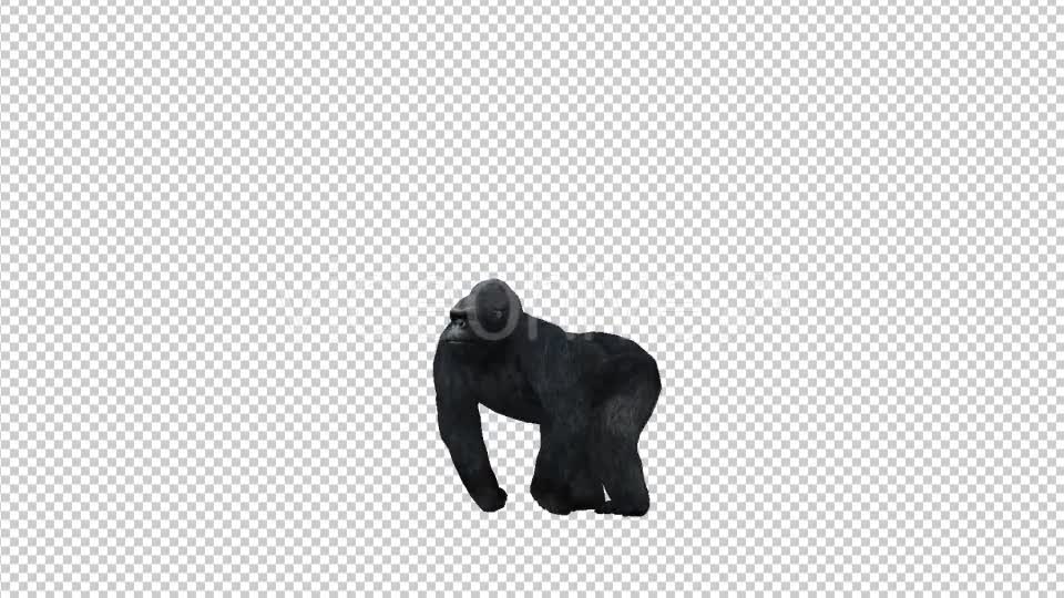 Gorilla Pounding Videohive 21178658 Motion Graphics Image 1