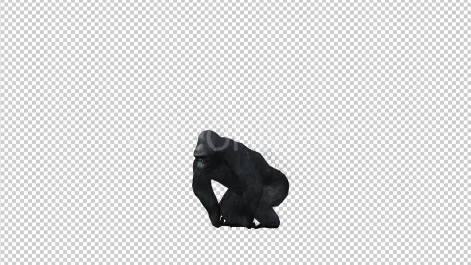 Gorilla Pounding Videohive 21178658 Motion Graphics Image 2