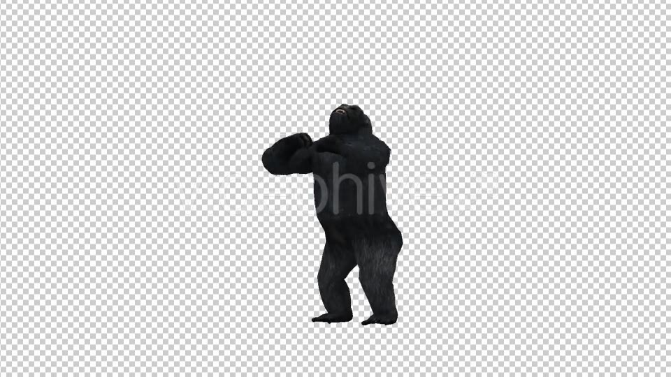 Gorilla Pounding Videohive 21178658 Motion Graphics Image 5
