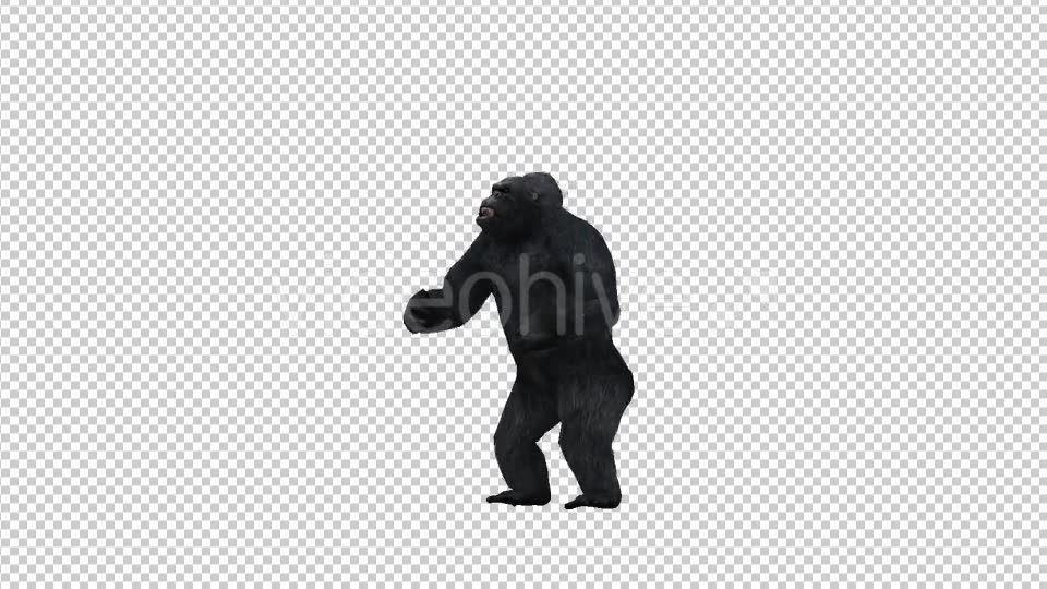 Gorilla Pounding Videohive 21178658 Motion Graphics Image 6