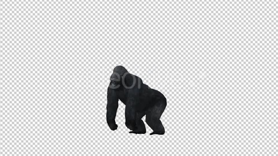 Gorilla Pounding Videohive 21178658 Motion Graphics Image 7