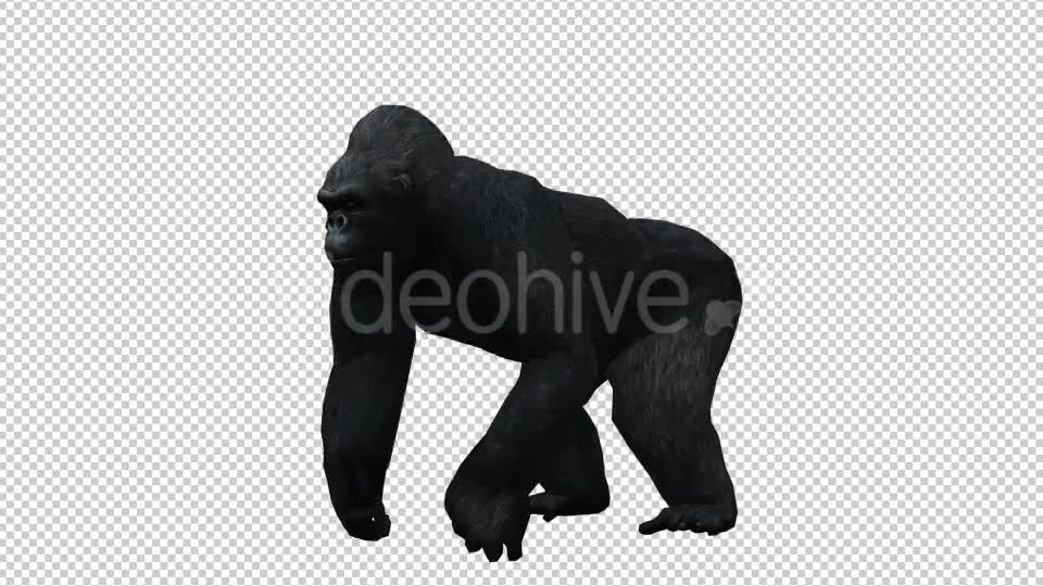 Gorilla Videohive 20626943 Motion Graphics Image 1