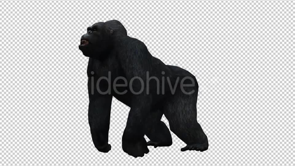 Gorilla Videohive 20626943 Motion Graphics Image 2