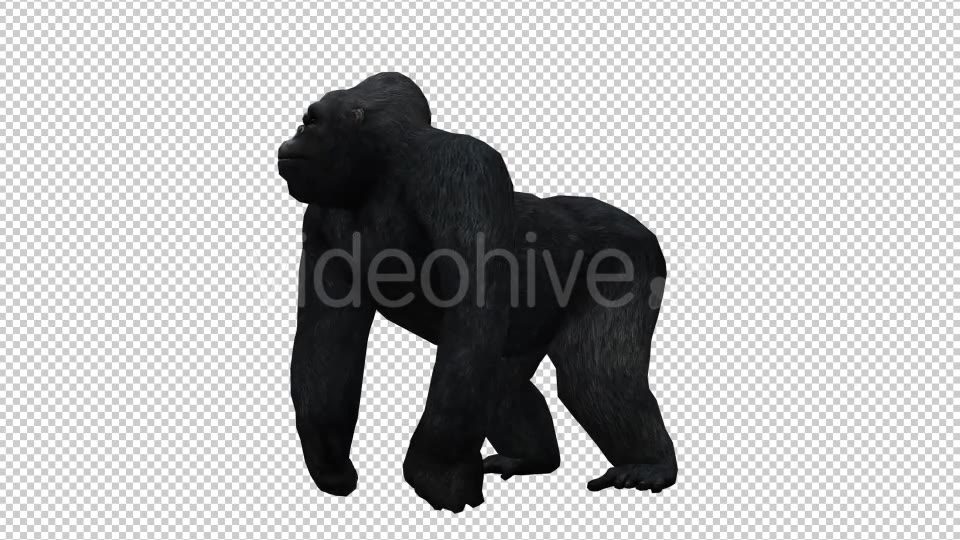 Gorilla Videohive 20626943 Motion Graphics Image 3