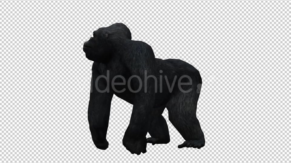 Gorilla Videohive 20626943 Motion Graphics Image 4