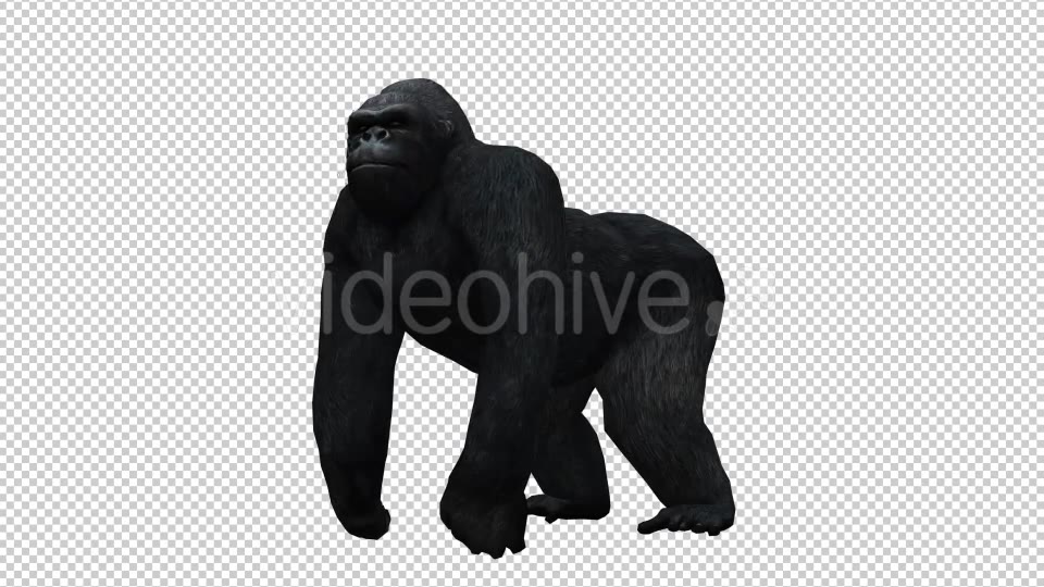 Gorilla Videohive 20626943 Motion Graphics Image 5