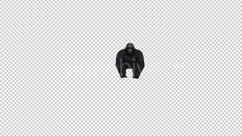 Gorilla Walk to Camera Videohive 21178248 Motion Graphics Image 1