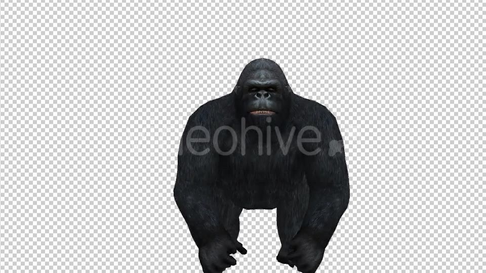 Gorilla Walk to Camera Videohive 21178248 Motion Graphics Image 5