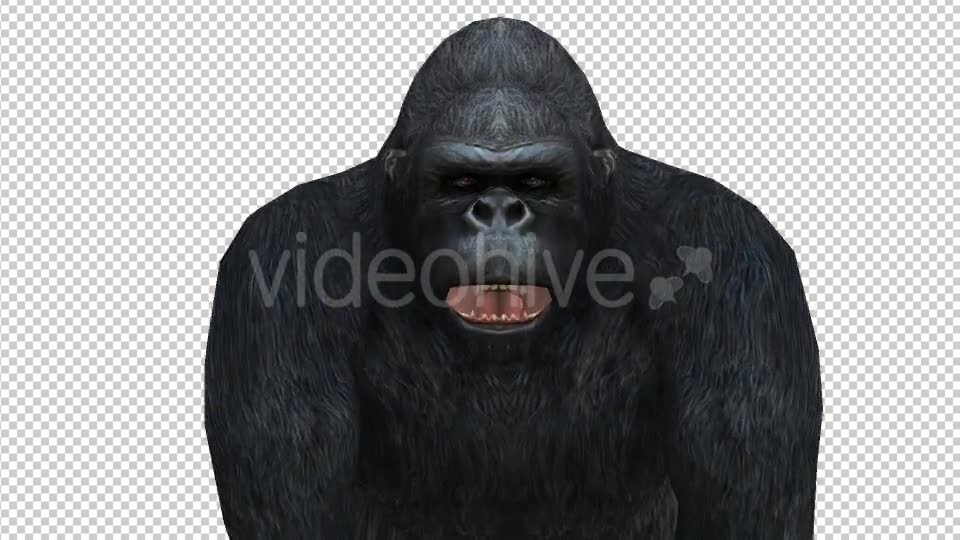 Gorilla Walk to Camera Videohive 21178248 Motion Graphics Image 6