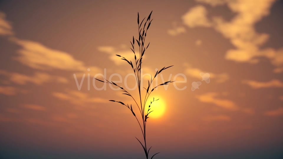 Grass at Sunset Videohive 21226725 Motion Graphics Image 11