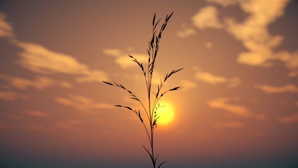 Grass at Sunset - 21226725 Videohive Download