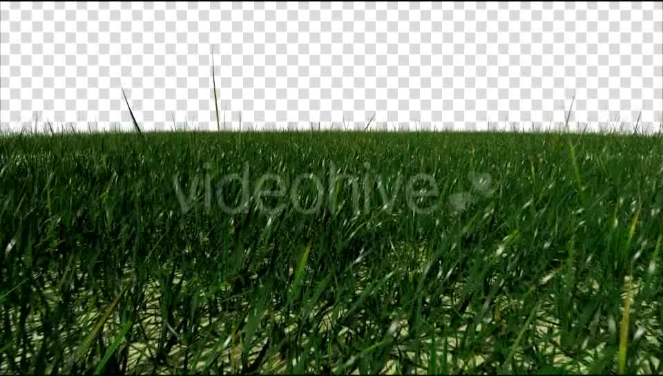 Grass Field Videohive 19698753 Motion Graphics Image 1
