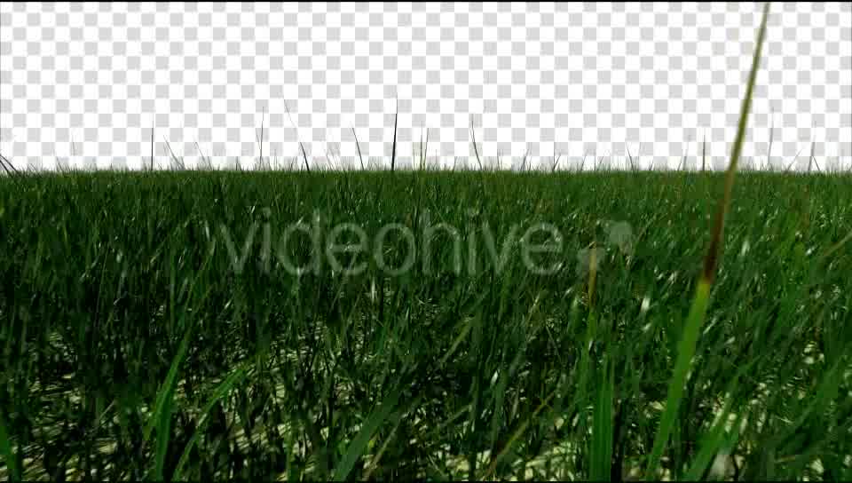 Grass Field Videohive 19698753 Motion Graphics Image 13
