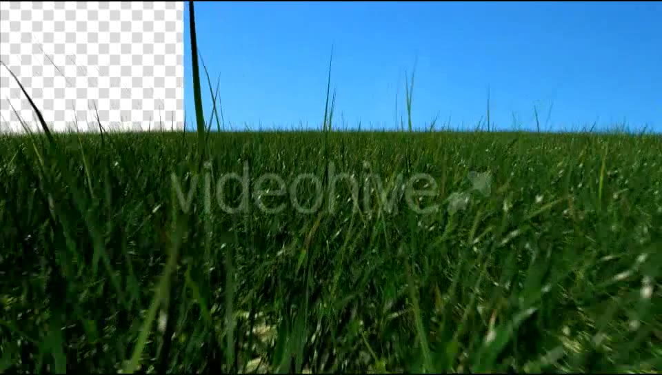 Grass Field Videohive 19698753 Motion Graphics Image 3