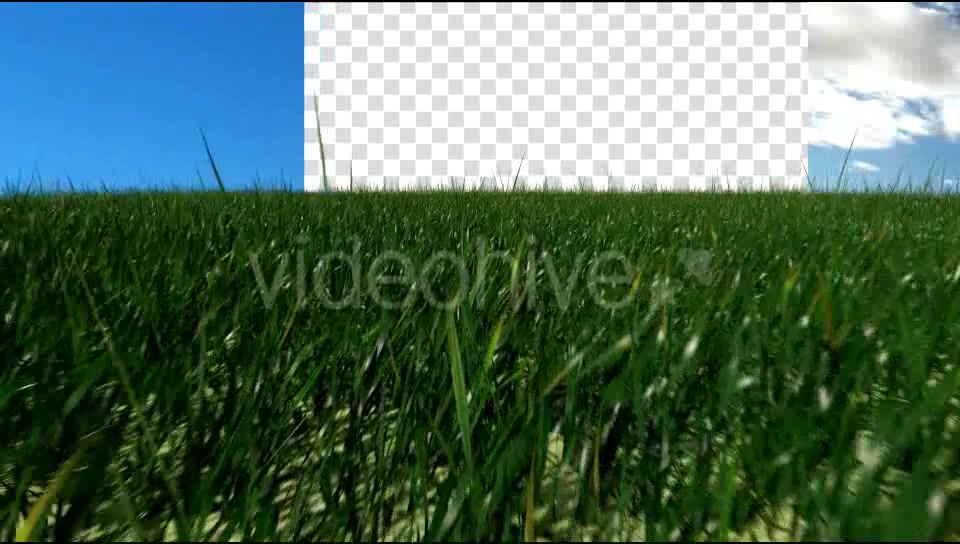 Grass Field Videohive 19698753 Motion Graphics Image 5