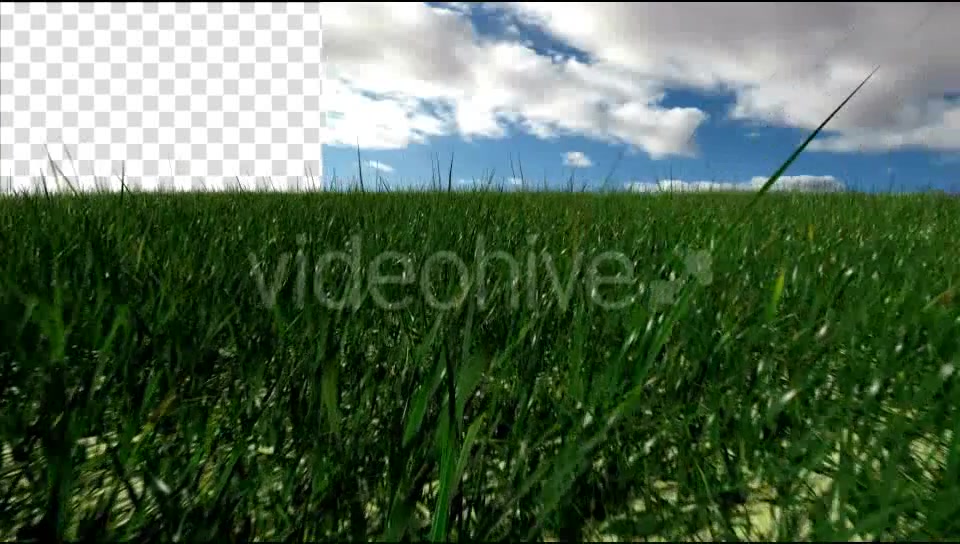 Grass Field Videohive 19698753 Motion Graphics Image 6