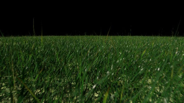 Grass Field - 19698753 Download Videohive