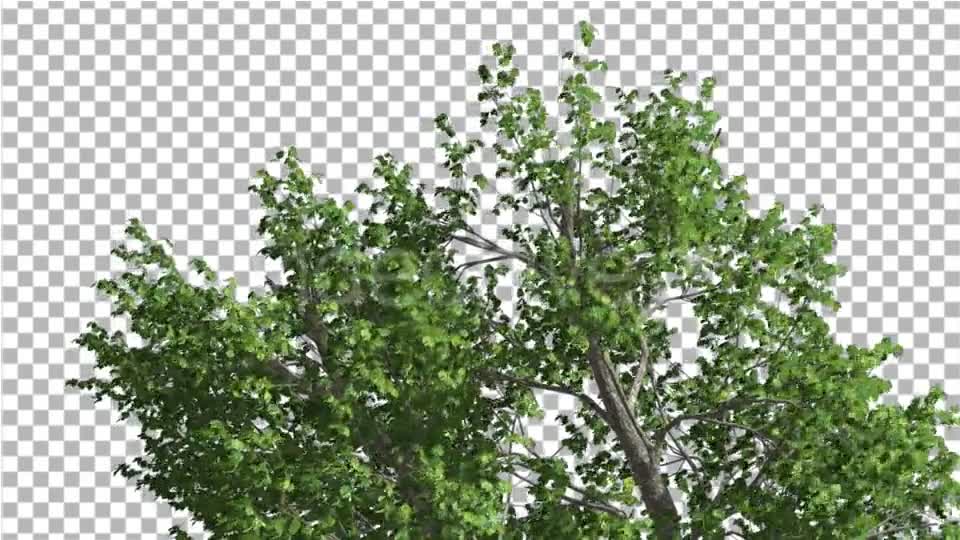 Green Ash Swaying Tree is Swaying at The Wind Videohive 13346383 Motion Graphics Image 1