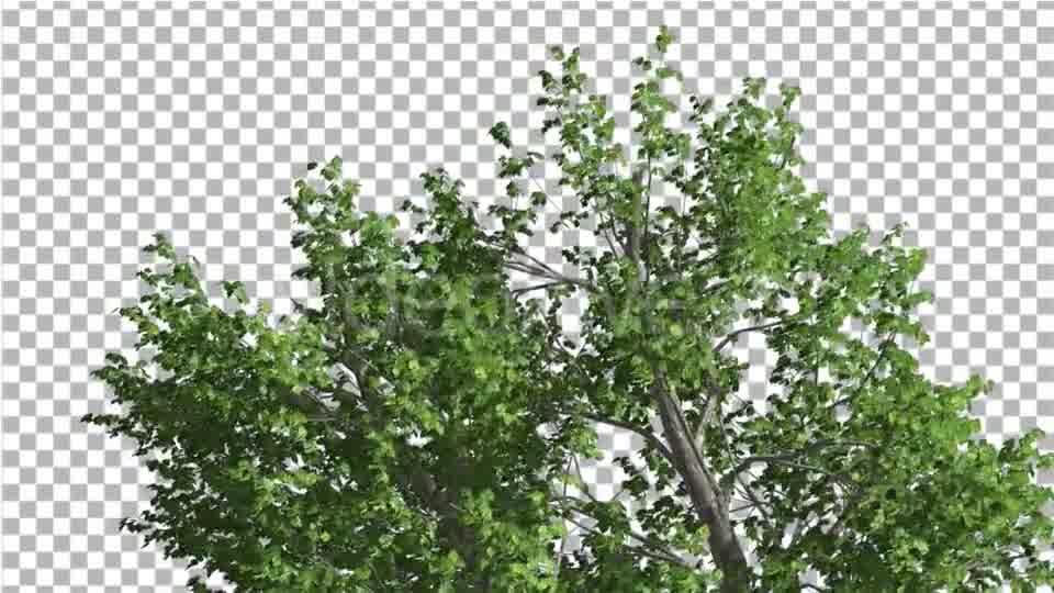 Green Ash Swaying Tree is Swaying at The Wind Videohive 13346383 Motion Graphics Image 10