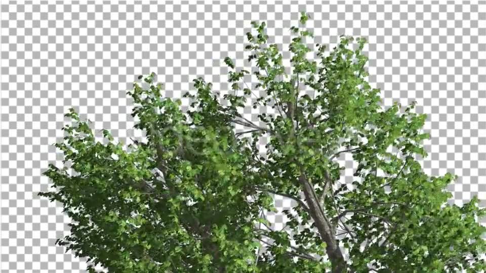 Green Ash Swaying Tree is Swaying at The Wind Videohive 13346383 Motion Graphics Image 2