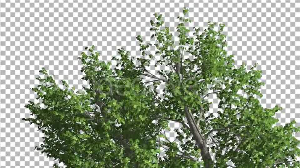 Green Ash Swaying Tree is Swaying at The Wind Videohive 13346383 Motion Graphics Image 9