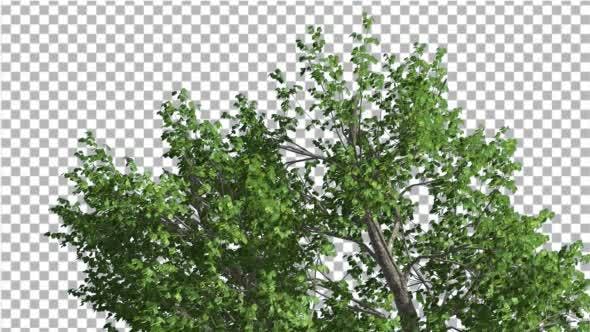 Green Ash Swaying Tree is Swaying at The Wind - Download Videohive 13346383