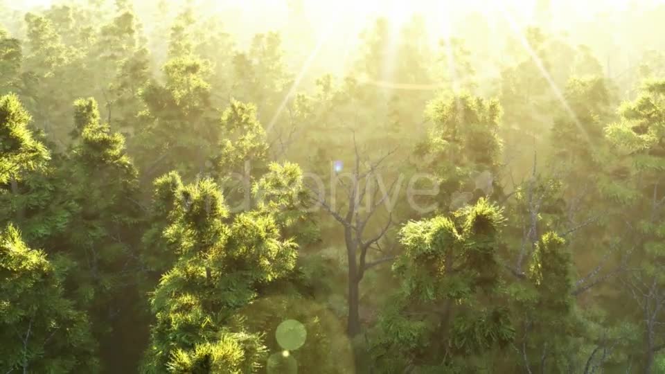 Green Forest at Sunset Videohive 19182657 Motion Graphics Image 1