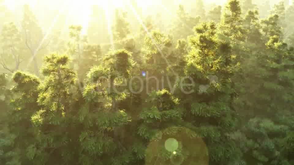 Green Forest at Sunset Videohive 19182657 Motion Graphics Image 10