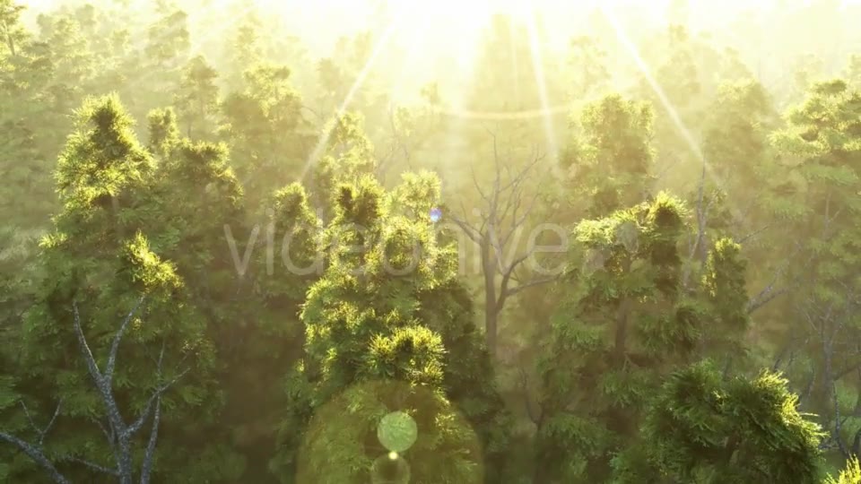 Green Forest at Sunset Videohive 19182657 Motion Graphics Image 2